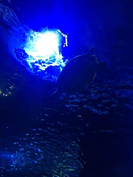 水落石出!陈戌源、杜兆才罪证揭秘,知情人说出内幕,癖好被证实
