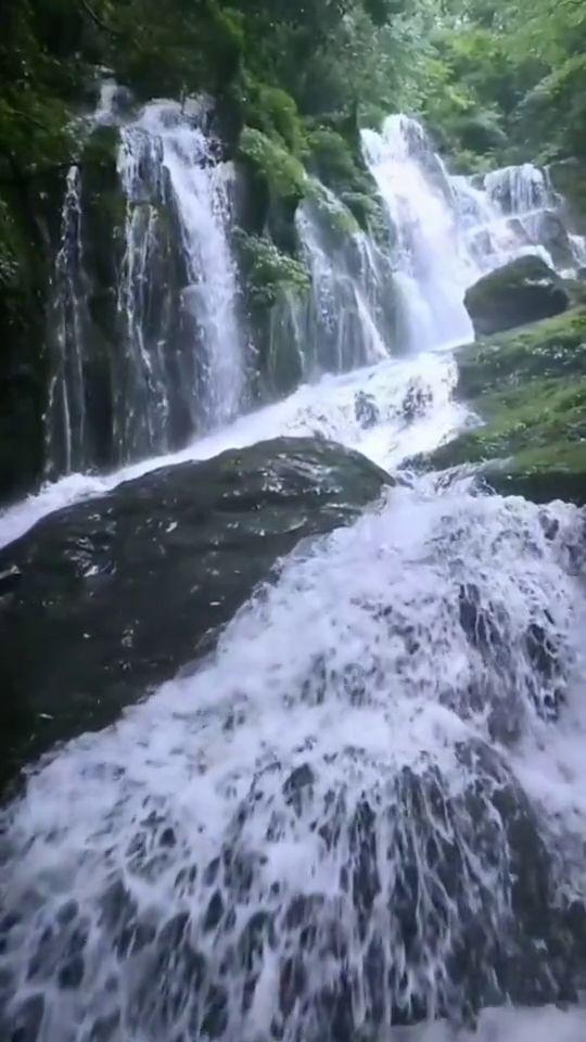 植物大战僵尸1